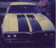Firebird_Striped_Shark.jpg (29921 bytes)